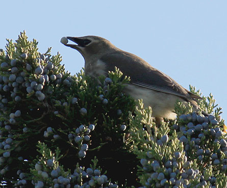 Waxwing bird with a blueberry