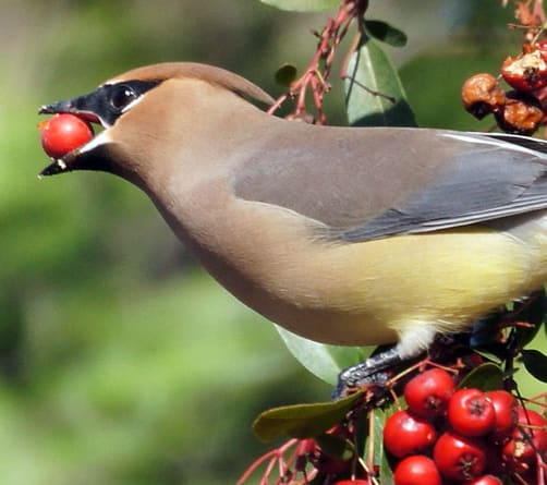 Cedar Waxwing pics and tips