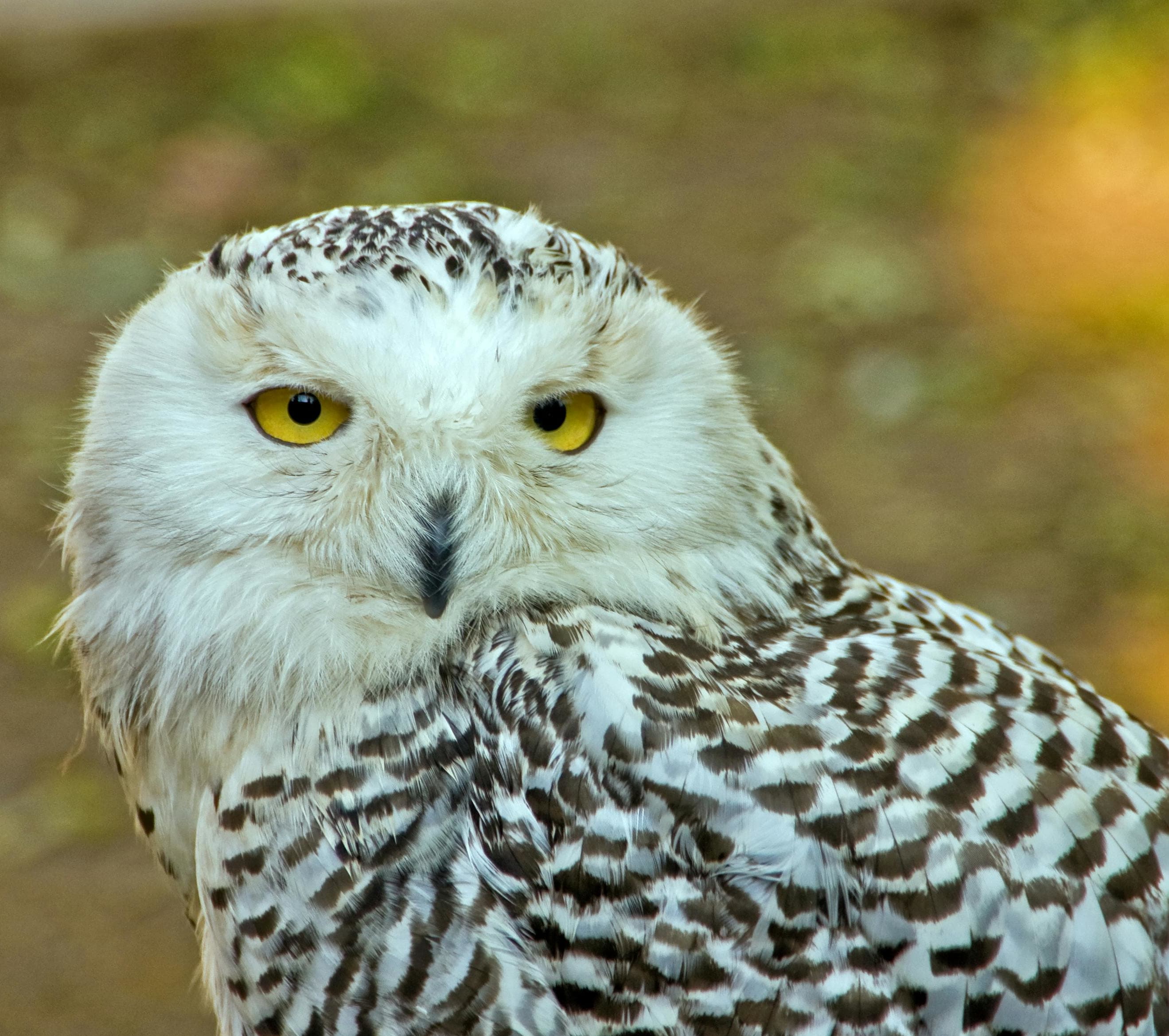 Snowy Owl pics and tips