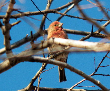 Male finch on a tree branch