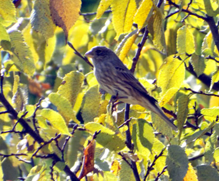 Girl finch bird in a sea of leaves