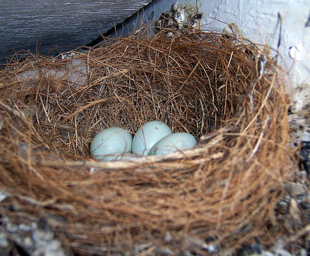 Bird's nest with eggs in it