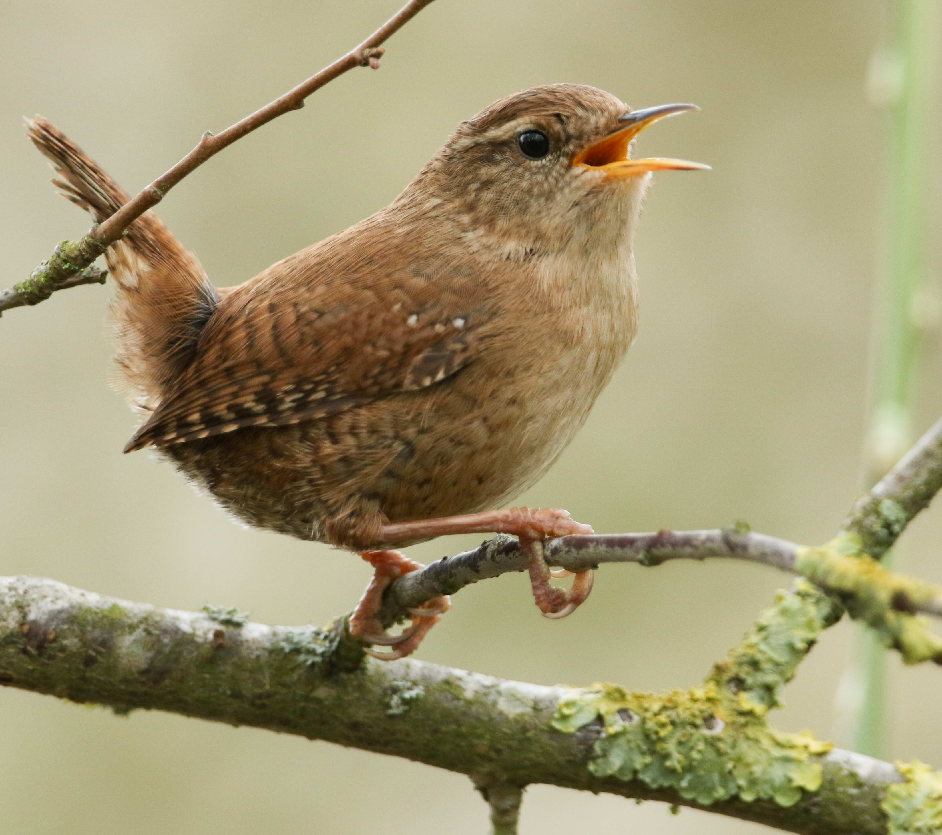 Common little songbirds