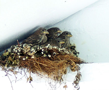 Big baby birds about ready to fly out of their nest