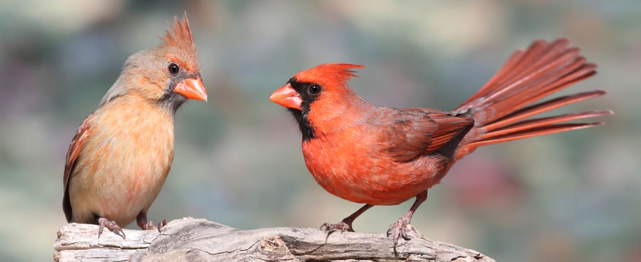 A pair of colorful cardinal birds