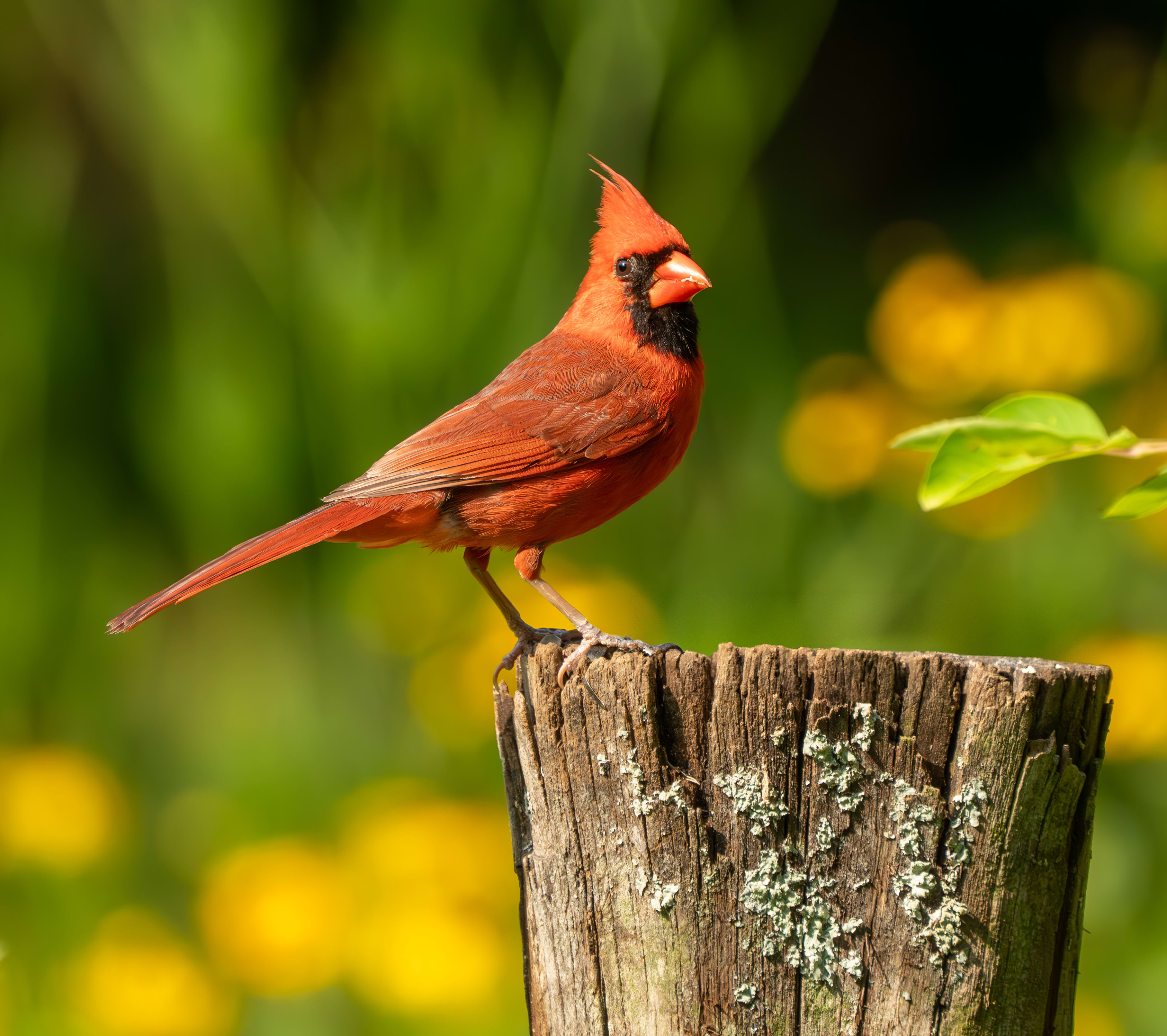 Cardinal pics and tips