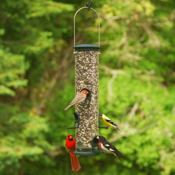 Busy bird feeder