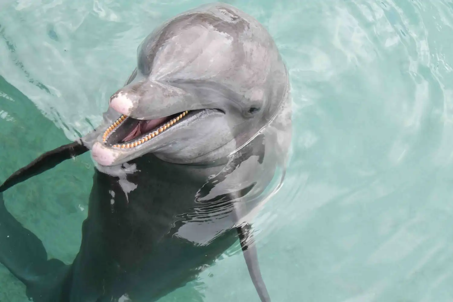 Hina, dauphine de Moana Ora