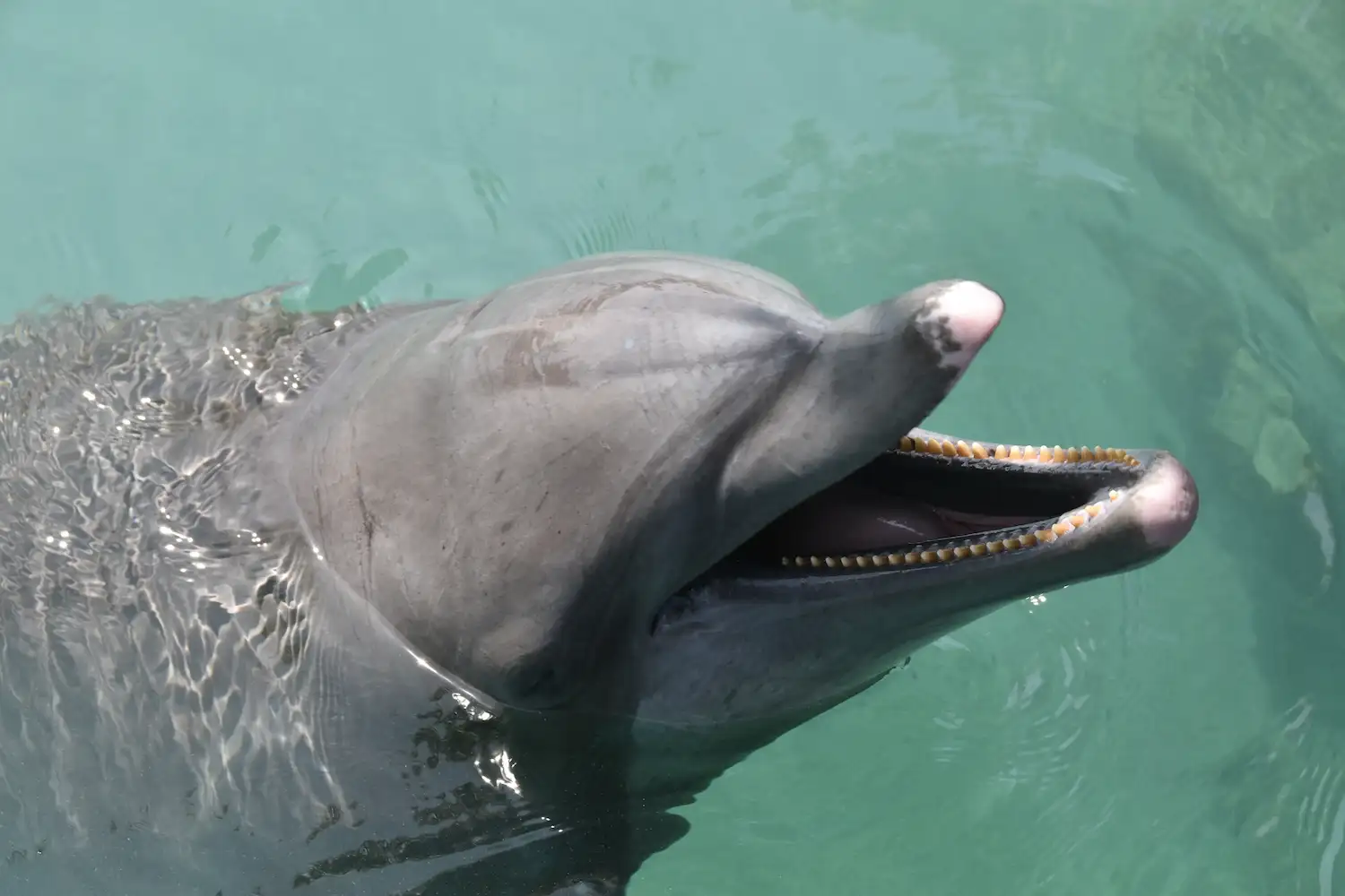 Kuokoa, dauphin de Moana Ora