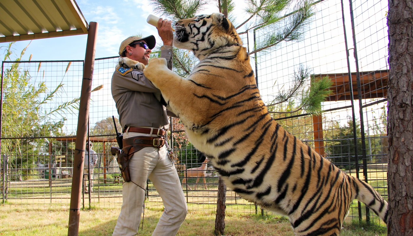 ANIMAIS que dá pra VENCER no SOCO