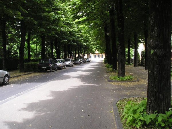 Al via i lavori di manutenzione straordinaria dei tigli cittadini