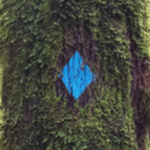 Portland Trail Runners