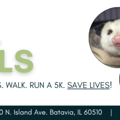 Anderson Humane's Walk4animals & 5k Run