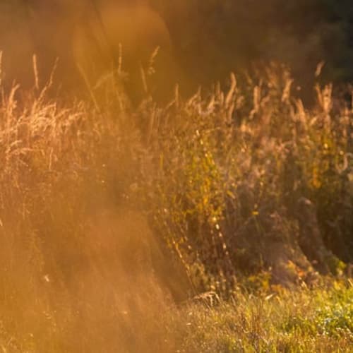 Iowa Trail Run Series: Annett Nature Center