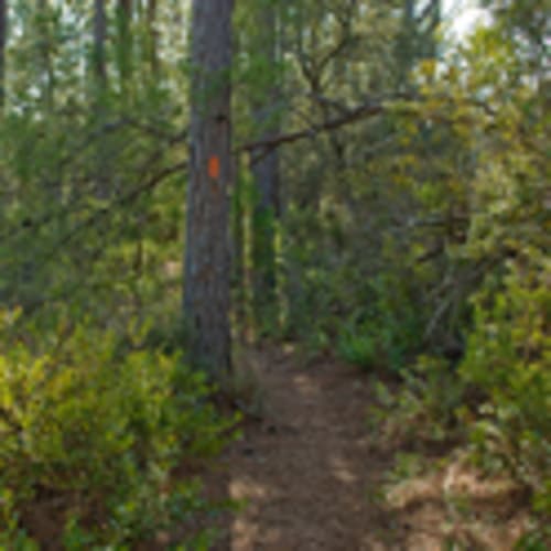 FL Trail Runners
