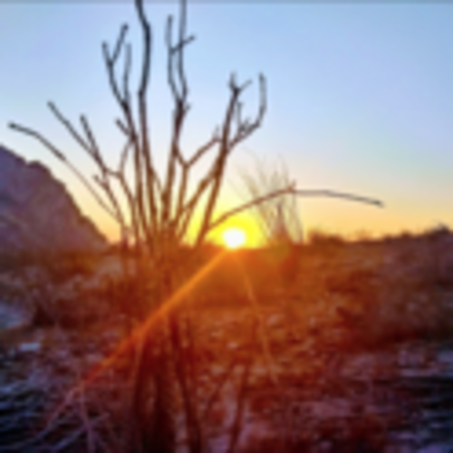 Desert Dwellers