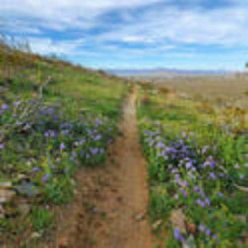 IWV Trail Runners