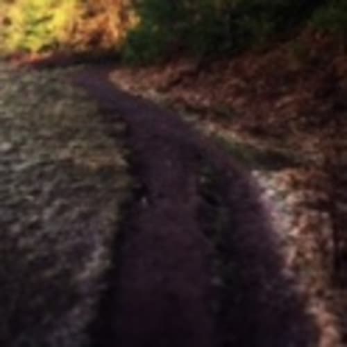 Covington Maple Valley Runners