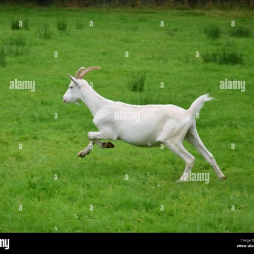 Goat Run