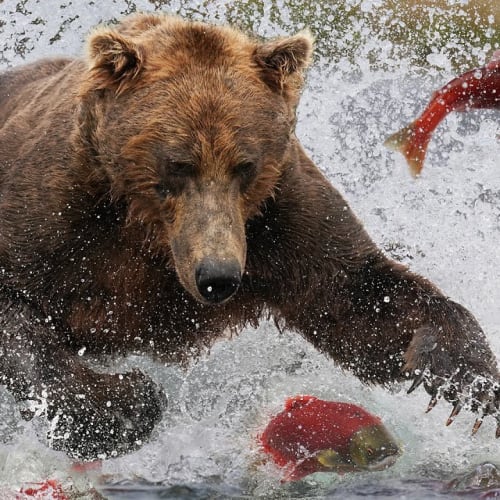 Brown Bear Salmon Run