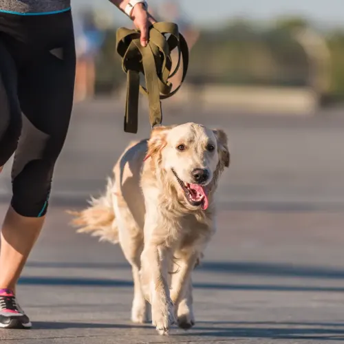 Running With The Dogs