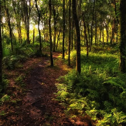Tampa Bay Trail Runners