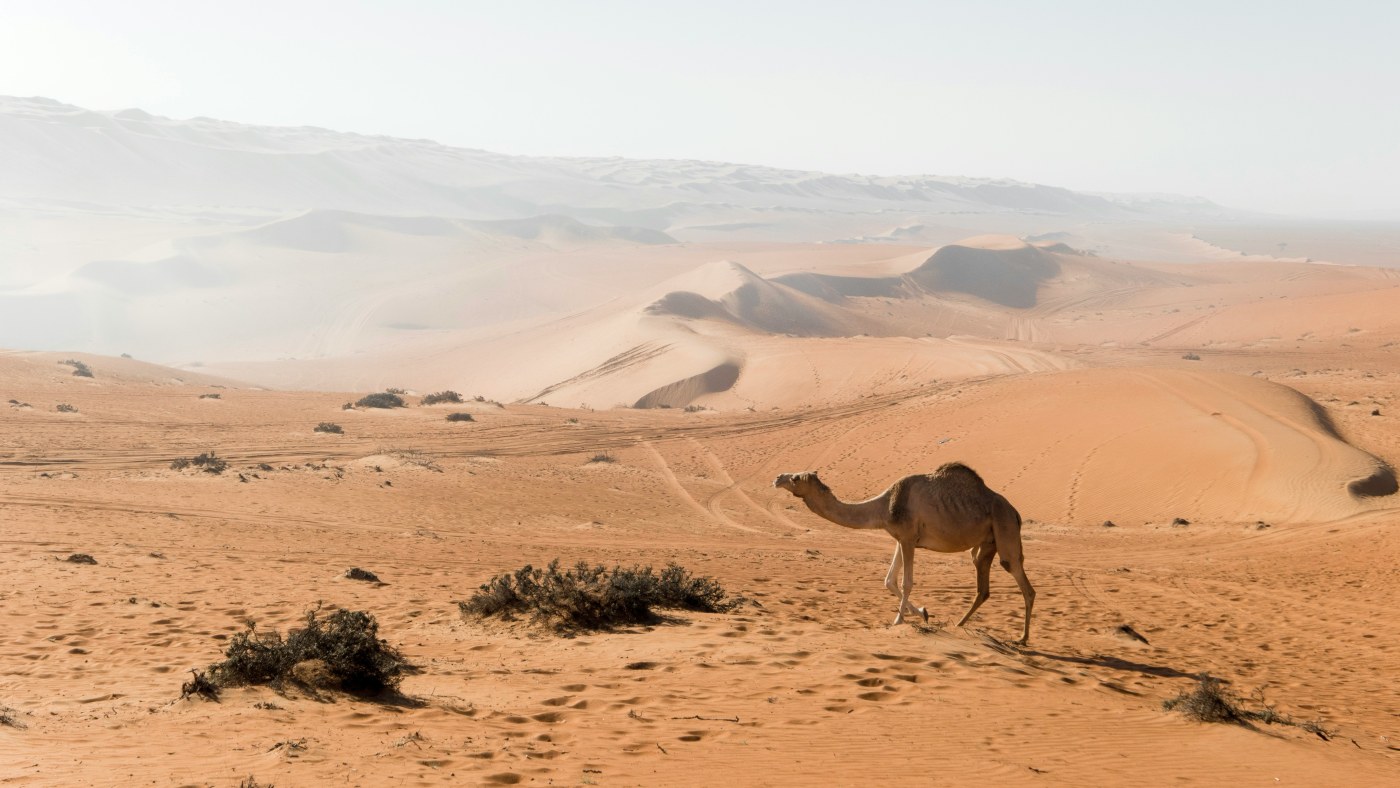 Camel in the Oman desert