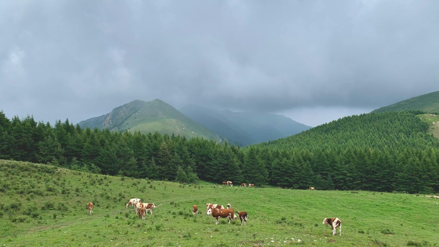 Alpine cows in the Dolomites