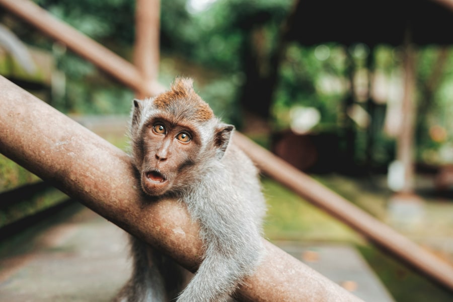 Bali nature and animals
