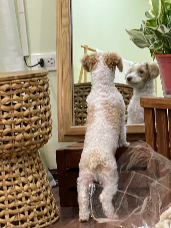 Dog looking at himself in the mirror in the finished room