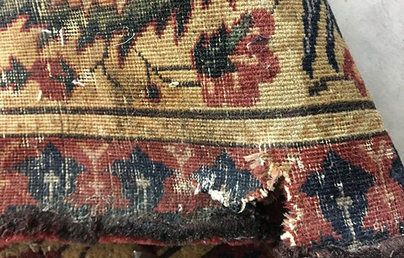 Moth Inffested Rug How to Spot A Moth Infestation and Save Your Rug | Magic Hand