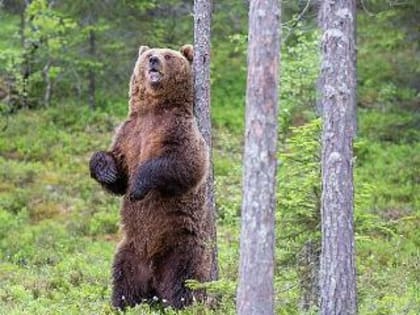 За неделю в окрестностях Дивногорска восемь раз видели медведей