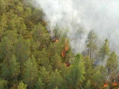 В Забайкалье опять горят леса