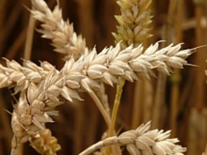 Эрдоган сообщил, продлила ли Россия зерновую сделку с Украиной