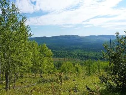 Лимиты на добычу медведей, барсуков и оленей установили в Приморье