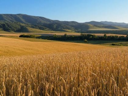 За два года Алтайский край вдвое увеличил объемы экспорта продукции растениеводства