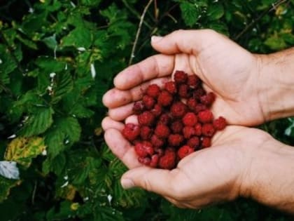 Готовность №1: какой минимум лекарств взять с собой на дачу