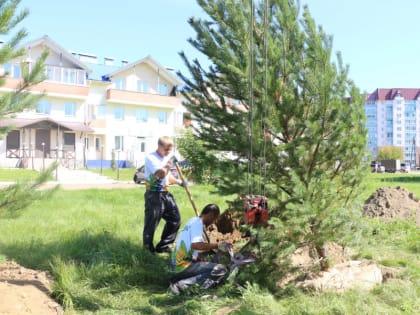 Высадка крупномерных деревьев осуществляется на улицах Ангарска