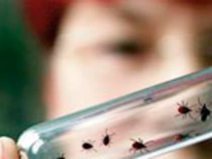 Клещи продолжают держать в страхе жителей Иркутской области