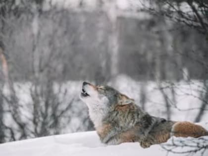 Учёные СФУ изучат жизнь и поведение эвенкийского волка