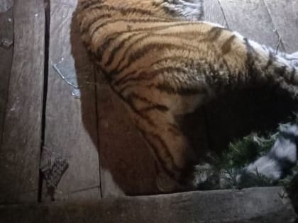 В Хабаровском крае удэгейцы попросили Путина защитить их от тигров