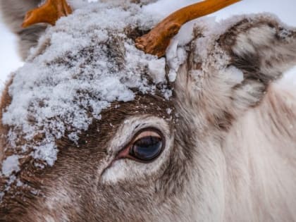 На поддержку оленеводов Иркутской области в 2022 году направлено более 3 млн рублей