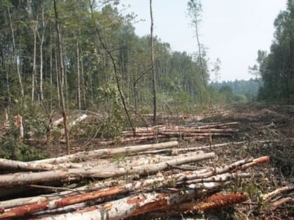 Рослесхоз начал свою проверку исполнения лесного законодательства в Иркутской области
