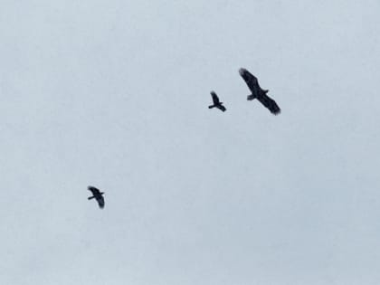 20 августа: на Марины-Пимены люди наблюдали за аистами