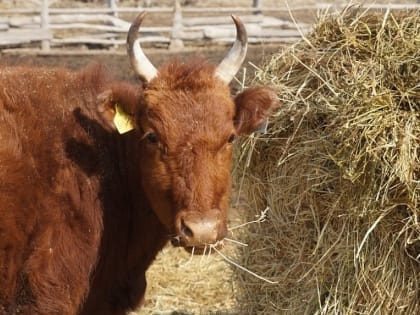 Скот забьют, ферму сожгут: почти 1,5 тысячи коров отправят на мясо из-за заражения туберкулезом в Иркутской области