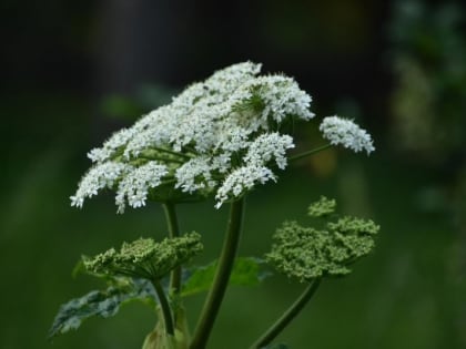 За борщевик будут штрафовать на 50 тысяч рублей