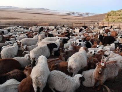 В Монголии насчитали почти 65 миллионов голов крупного, среднего и мелкого скота