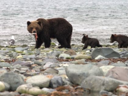 Из-за медведицы с медвежонком приостановили выдачу разрешений на Большую Байкальскую тропу