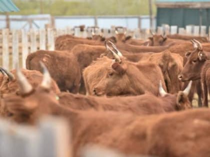 В Бурятии молочные фермы и производители зерна получат субсидии до конца года