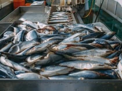 Эксперт назвал продукты, которые подорожают в 2024 году